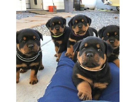 Macar show kalite rottweiler yavrular