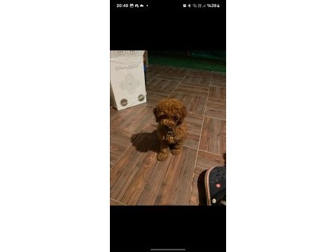 Efsane red toy poodle