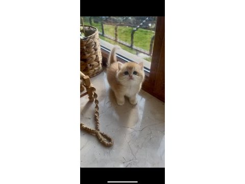 Saf kan şecereli golden british shorthair wcf kayıtlı