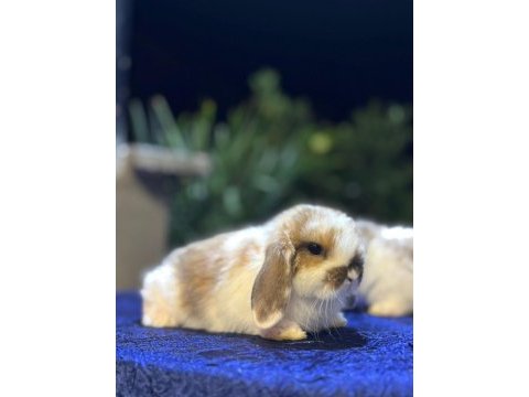 Safkan cüce ve hollanda lop tavşanlar her ile gönderim