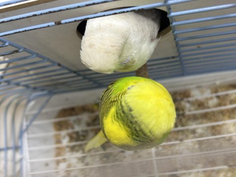 Çift show jumbo ele alışkın konuşan kuşlar