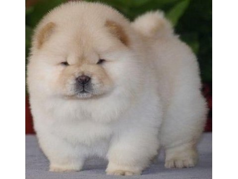 Chow chow - çin aslanı yavrularımız