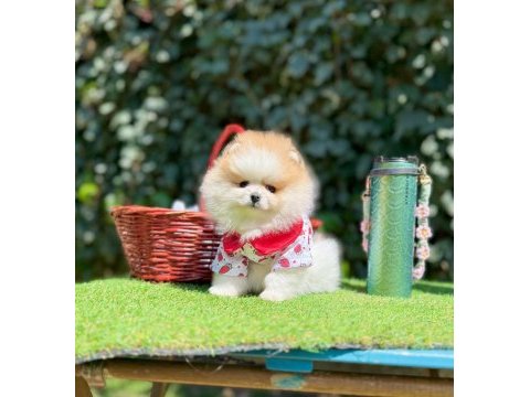 Safkan pomeranian boo yavrularımız