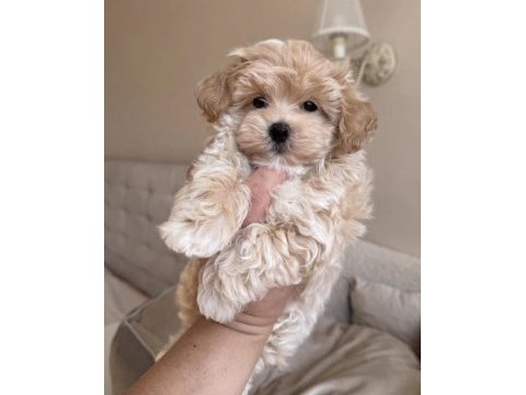 Kore maltipoo