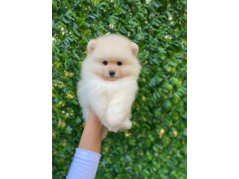 Tüy yumağı pomeranian bebeğimiz kuki