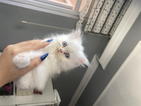 5 minik british longhair kedilerim
