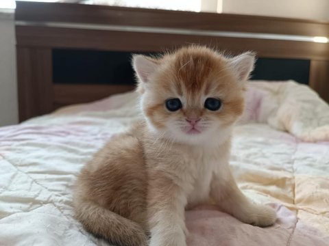Golden baby british shorthair
