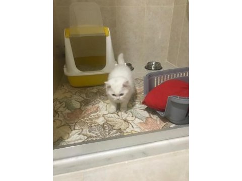 British longhair kedisi