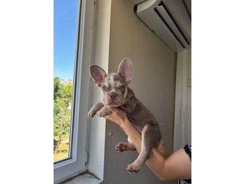Egzotik yavru köpekler