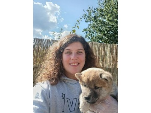 Shiba ınu, nadir, safkan,asil