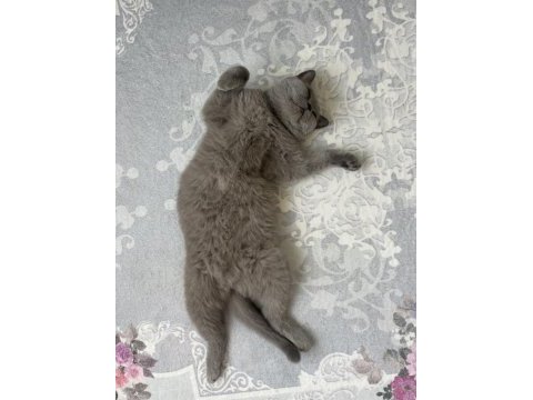 Uysal ve sevimli british shorthair kedimiz cindy