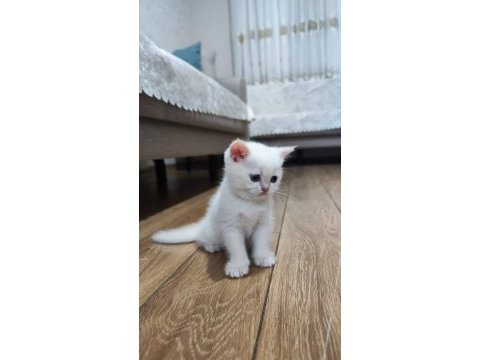 Kaliteli british shorthair