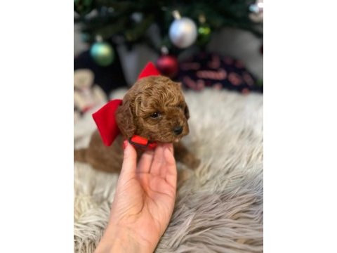 Orjinal toy poodle