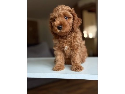 2 aylık maltipoo yavrular