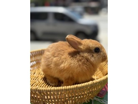 Bebek cüce tavşanlarımız