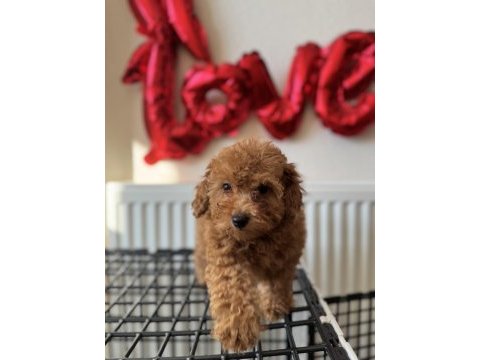Poodle yavrularımıza yuva arıyoruz