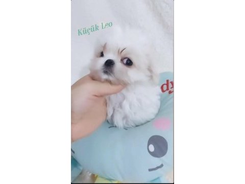 Şecere belgeli kore maltese bebekler