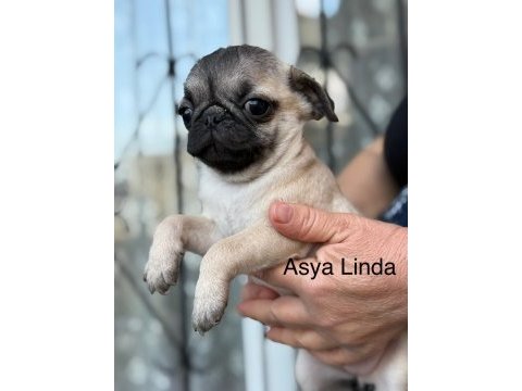 Dişi pug mops yavrumuz