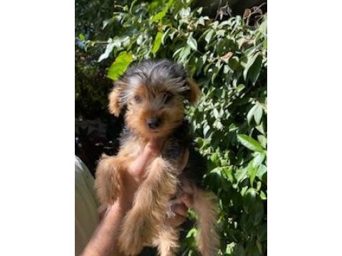Terrier yavrularımız