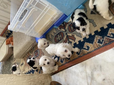 Minik canlar maltese