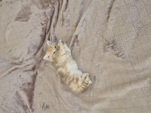 Oyun canlısı kucak delisi british longhair