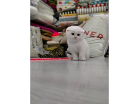 45 günlük scottish fold yavrumuz