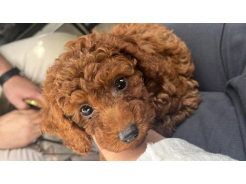 Safkan kore 3 aylık koyu renk poodle