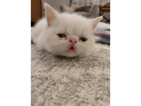 2 adet exotic shorthair yavrumuz yuva arıyor