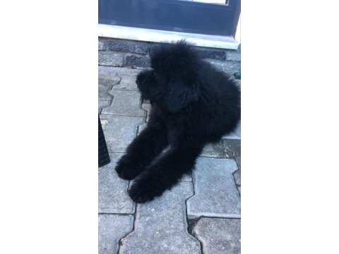Standart 4 aylık dişi poodle