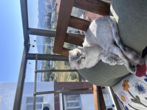 Scottish fold kedisi
