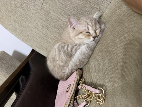 2.5 aylık british shorthair kedimiz