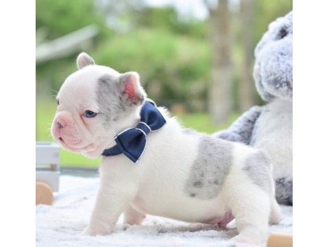 Safkan french bulldog merle