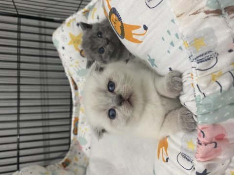 Saf kan scottish fold ve blue point yavrular