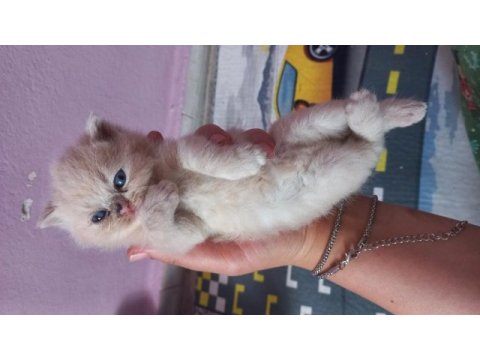 British shorthair