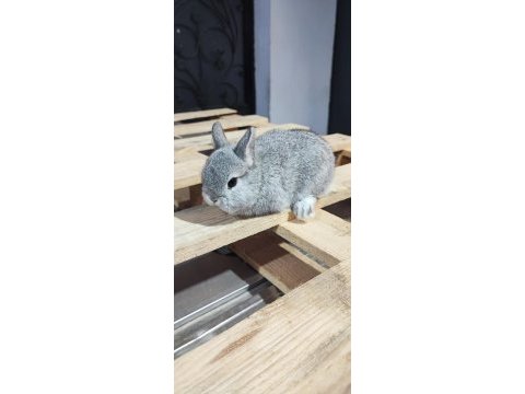 Hollanda mini lop cüce tavşan