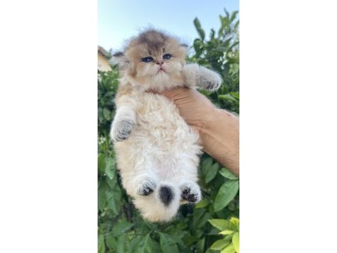 British longhair prenses henüz 40 günlük tosuncuk