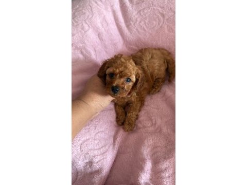 Toy poodle bebekler