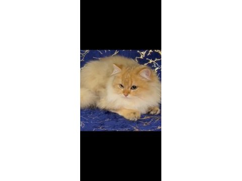 Sahibinden british longhair