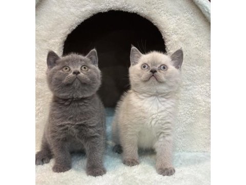 British shorthair bebekler