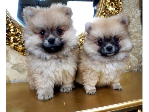 Orjinal sağlıklı pomeranian