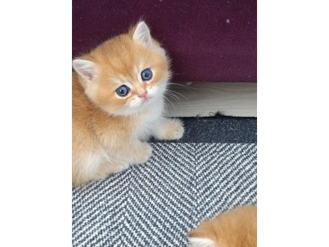 Muhteşem golden british shorthair yavrular