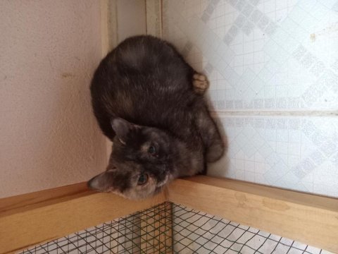 İki kız kardeş tortie anne baba orjinal