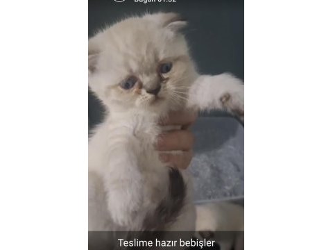 British ve scottish fold kardeşler teslime hazır