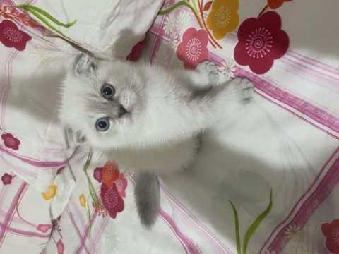 Scottish fold kedisi