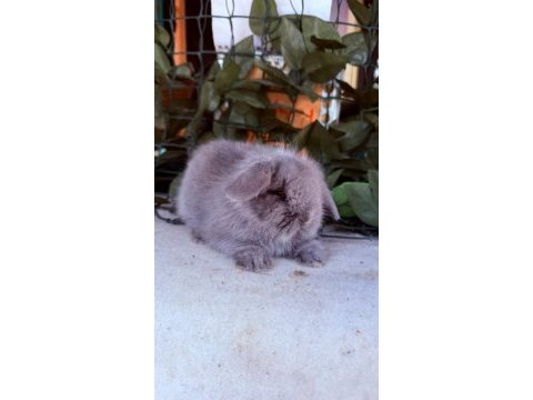Garantılı hollanda teddy lop tavşan yavrular