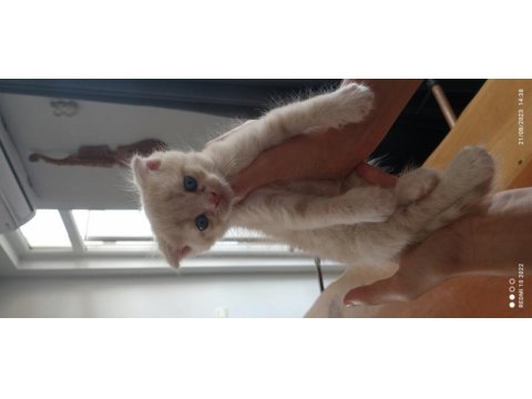 Scottish fold yavru