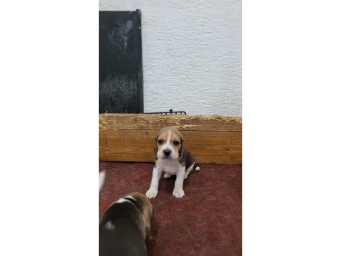 Beagle yavrularımız ırk garantilidir
