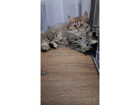 2.5 aylık dişi british longhair