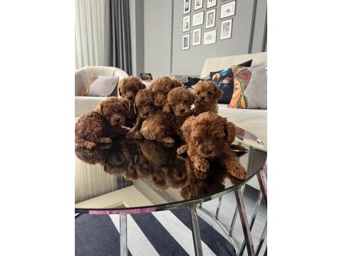 Teslime hazır poodle bebekler