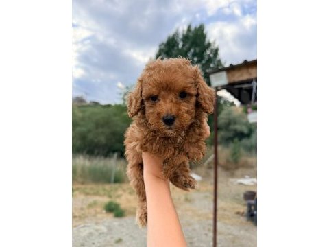 Tuvalet eğitimli maltipoo bebekler